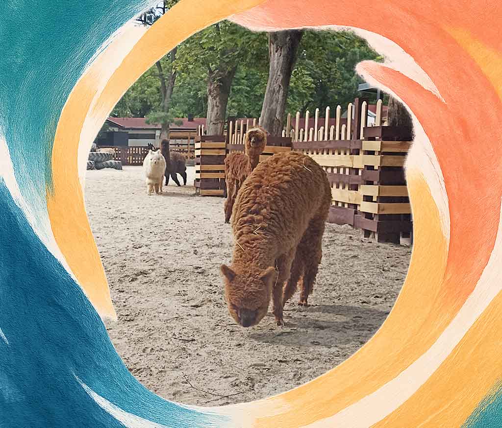 Alpacas in the yard of the Gush petting zoo in Sofia